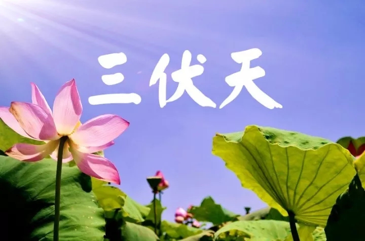 中伏除病根！记住五吃一蒸！