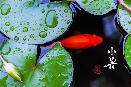 小暑 | 宜劳逸结合，养心护阳气
